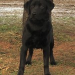 black lab for sale mn family dog