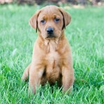 Charlie red lab puppies for sale mn
