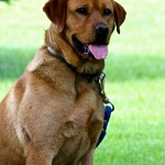 Labrador Breeding Dog for sale MN