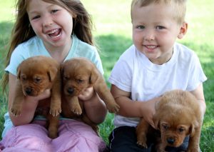 Labrador Puppies for Adoption MN