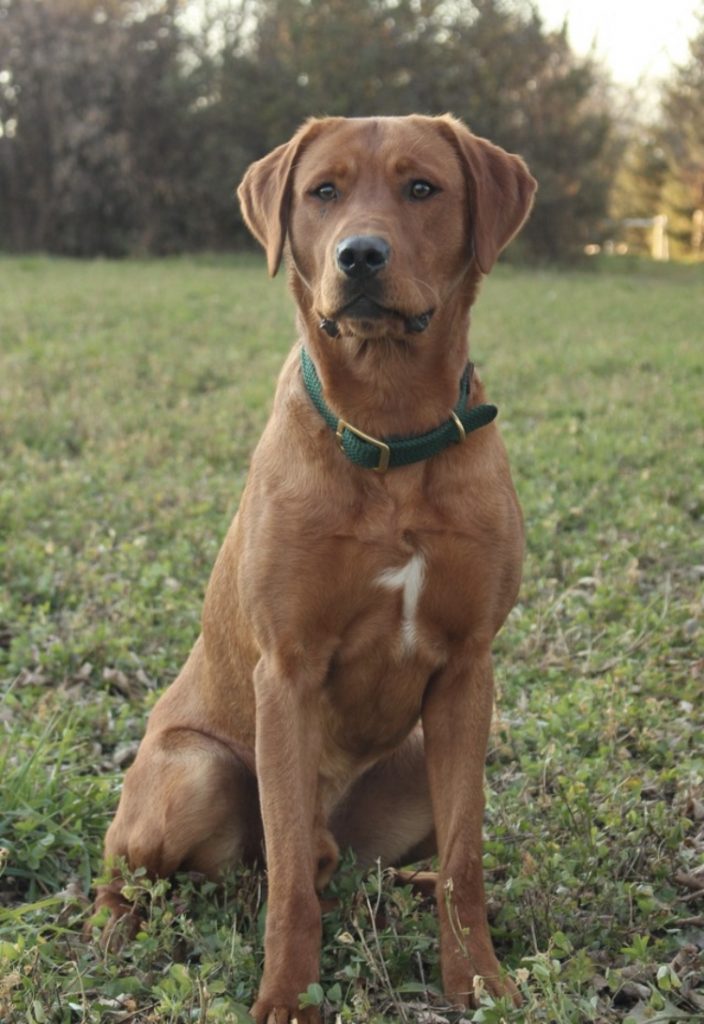 Red Lab Stud for sale named Admiral