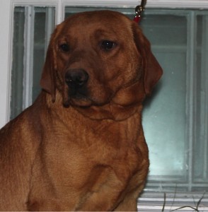 Tilly Red Labs for sale MN