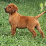 lab puppies for sale mn