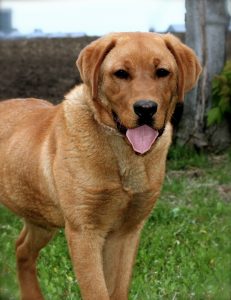 red lab dog for sale mn