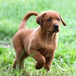 red lab puppies for sale MN