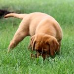 red lab puppy for sale