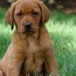 red labrador puppies for sale mn