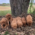 red labs for sale