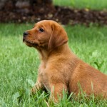 Bella red lab puppies for sale mn