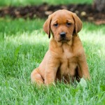 Cooper red lab puppies for sale mn