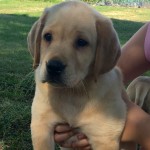 Cute yellow Lab for Sale