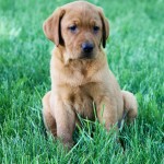 Daisy red lab puppies for sale mn