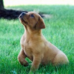 Jack red lab puppies for sale mn