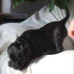 Labradoodles for sale MN