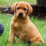 Maggie red lab puppies for sale mn