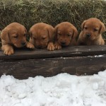 red labs females for sale minnesota