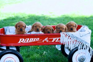 Red Labs for Sale Puppies MN