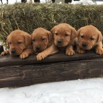 red male labs for sale mn