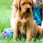 Rufus red lab puppies for sale mn
