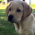 Yellow Lab Puppies for Sale MN