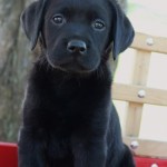 black lab puppies for sale mn