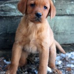 fox red lab puppies for sale mn