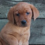 fox red labs for sale mn