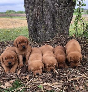 red labs for sale